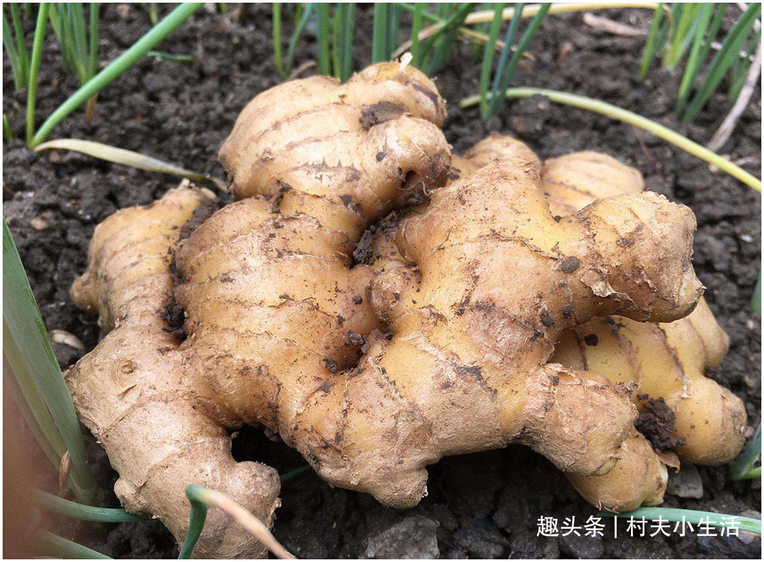 姜皮|生姜放进锅里蒸一蒸,原来好处这么多,高手在民间,长见识了