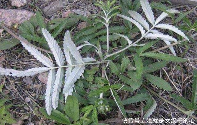叶片|山上的1种“叶下白”,根茎比人参奇特,以往常被铲掉,如今珍贵!