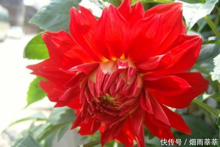 4种花养在家里,养在哪里都爆盆,颜值超高美极了