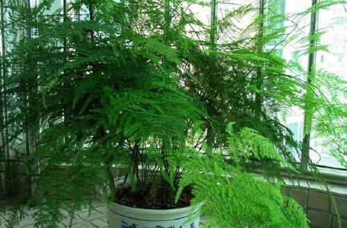 秋天养文竹,做好4件事,不黄叶不干尖,翠绿旺盛美翻了