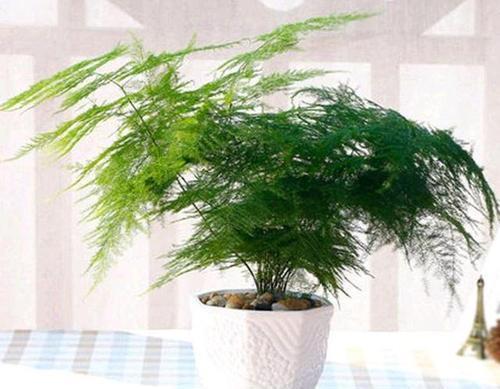 3种喜阴花,就怕太阳晒,“阴”着养不黄叶,越长越好看!