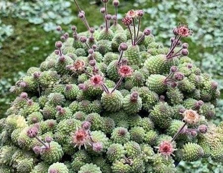 敲黑板,把握这三个关键点,让夏必死的瑞典魔男多肉安全度夏