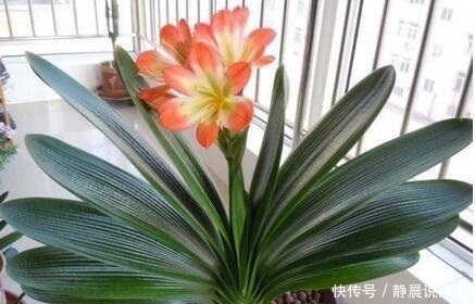  他养花10年，一盆君子兰养了4年，满盆都是“肉虫子”，秘诀有3个