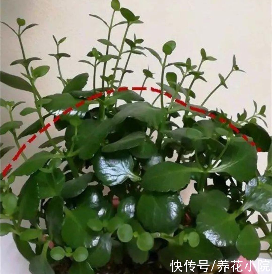 植株|长寿花这样修剪，2年养成老桩，枝头长满花苞