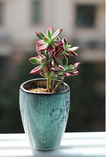 多肉原来还能这么玩,嫁接方法很简单,轻松爆盆还好看!