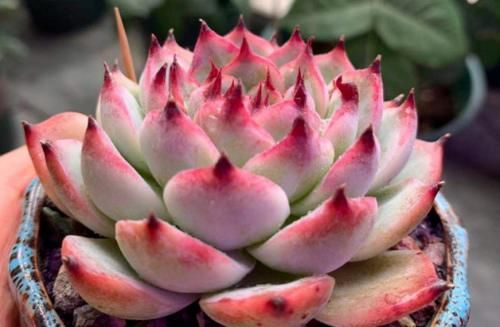 多肉上盆以后的浇水时间非常重要,稍微把控不好它们就可能出问题