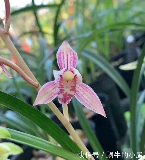 养兰花,不能太“娇惯”,像这样给它点“危机感”,开花香又多