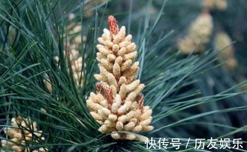 漫山飘散的松树花粉,原来是种花神器,赶紧上山弄点!