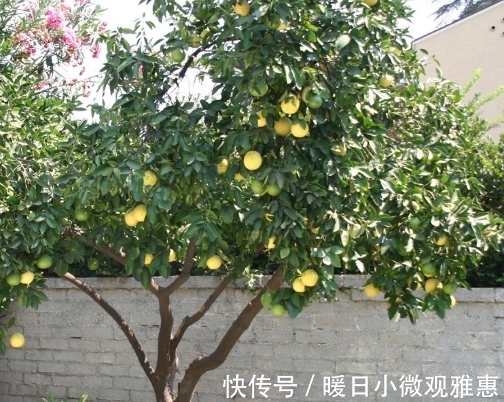 古人说的：“五树进宅，人穷家败”，是指哪5种树，为何不能栽？