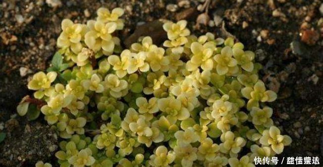 姬胧月|这8种多肉植物,好养好看还易“爆盆”,适合新手和“懒人”