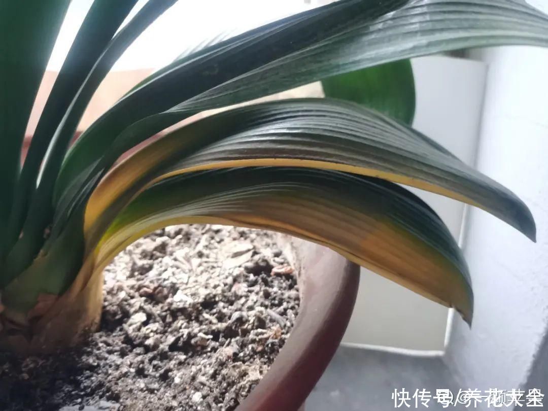 烂芯|夏天养君子兰,烂叶烂芯烂根,太难养了