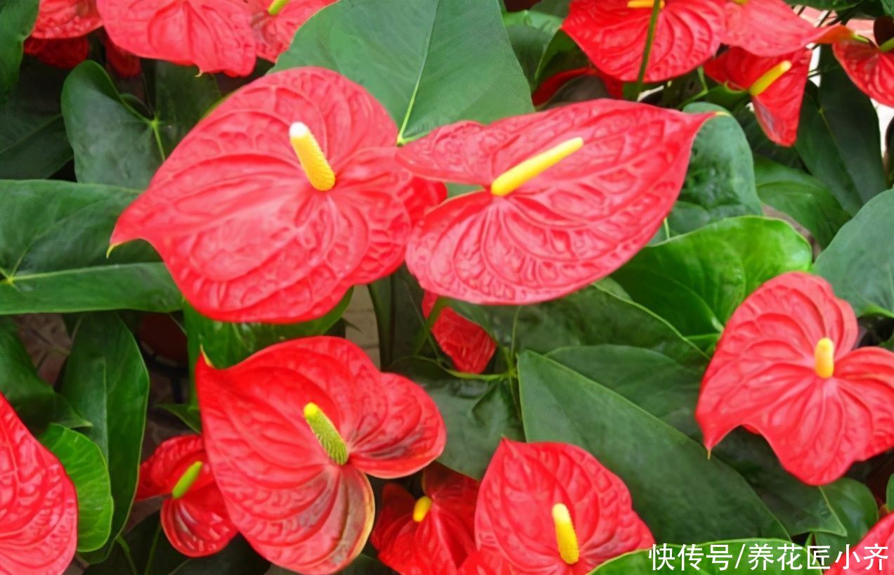 发黄|不要小瞧5月的太阳，这12种花赶紧遮阴养，晒太阳容易叶片枯黄