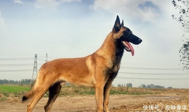 四喜|农村老人说“宅子现四喜,家中出能人”,具体是说哪“四喜”