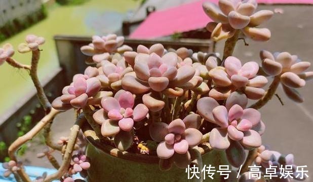 老桩|养多肉老桩,不想它茎叶长得乱糟糟就从这4方面着手提升颜值