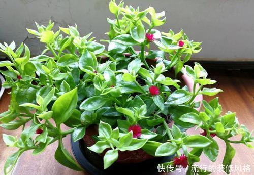 开花|忘了绿萝吧,试试3种吊兰花,好养又好看,是家庭盆栽佳品!