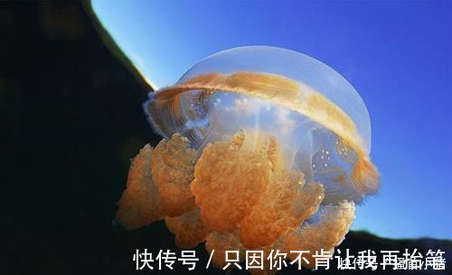 马铃薯|10条好玩的冷知识,母绵羊没有犄角,那美羊羊是怎么回事