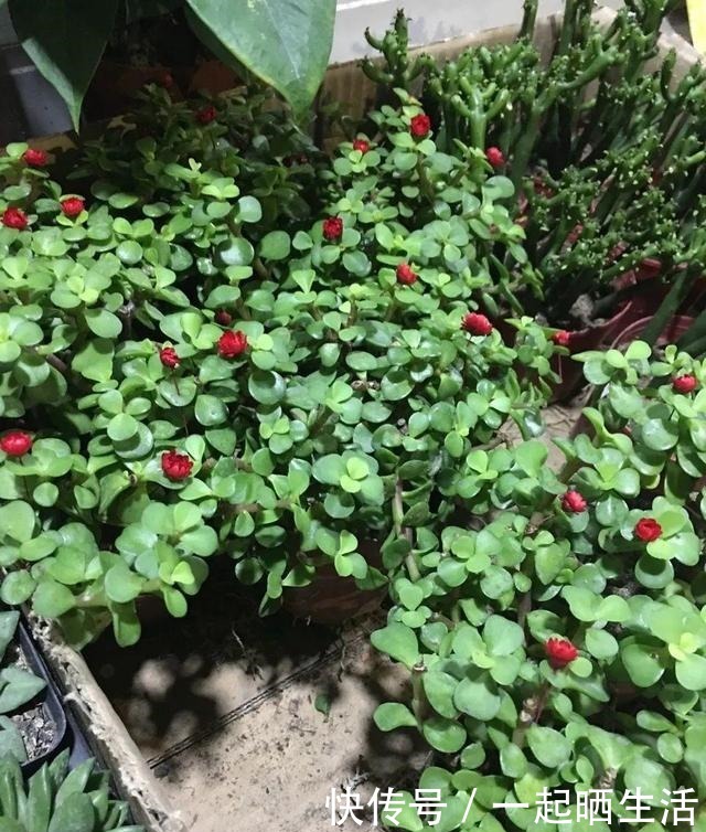 金枝玉叶开花了,特罕见,比雅乐之舞还美!金枝玉叶开花了,特罕见,比雅乐之舞还美!