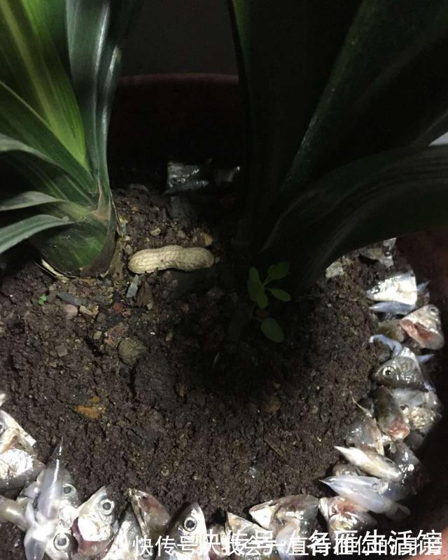 高手教你养君子兰,盆里埋2种东西,长得根粗、叶绿