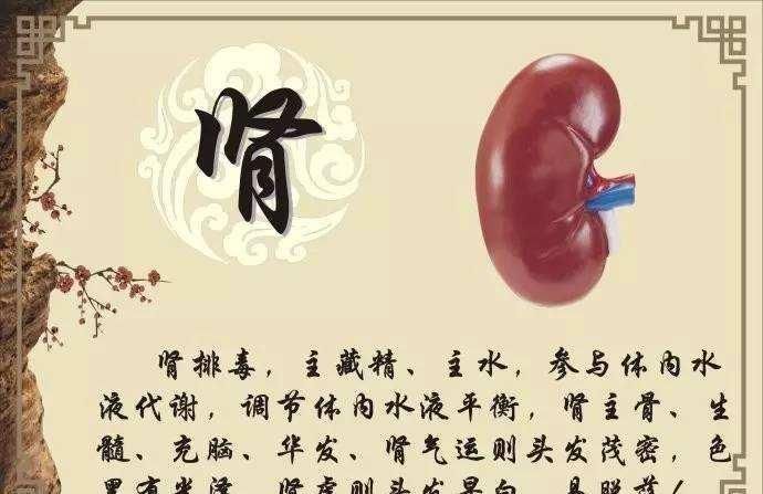 心气|它是补气之最,治一切虚劳,肺气,脾气,肾气,心气,肝气都补齐