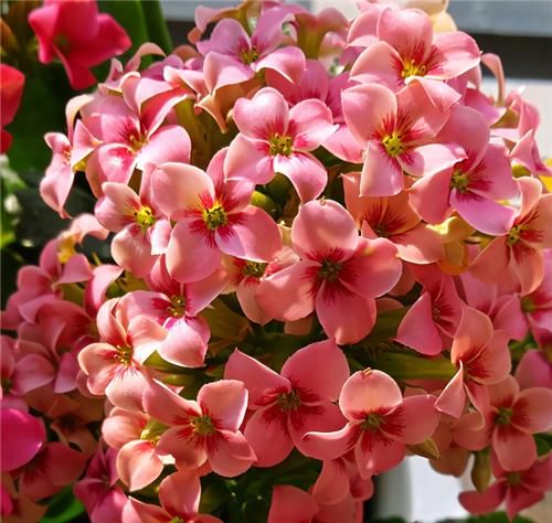  方法|养长寿花，2个方法催催花，花开一簇簇，好看又喜庆