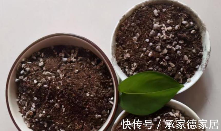 烂根|养花必备3种大补肥,专治黄叶烂根不开花,新手都来来学学