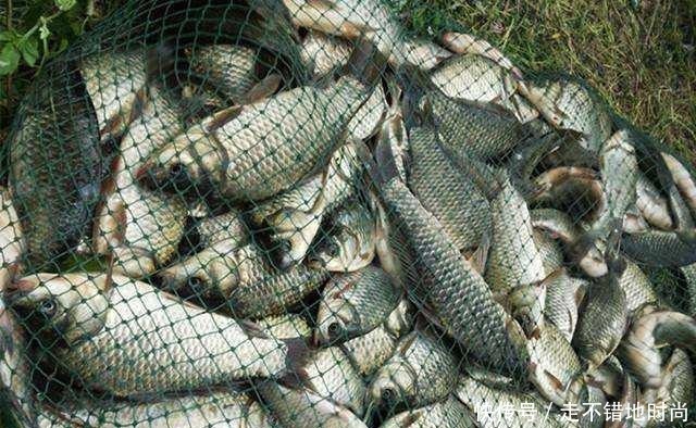 老钓友分享三种野钓鲫鱼饵料配方制作方法！