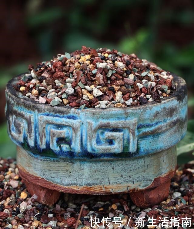 养多肉,就得让它“努力寻找远方”,成“老桩”的多肉才是王者!