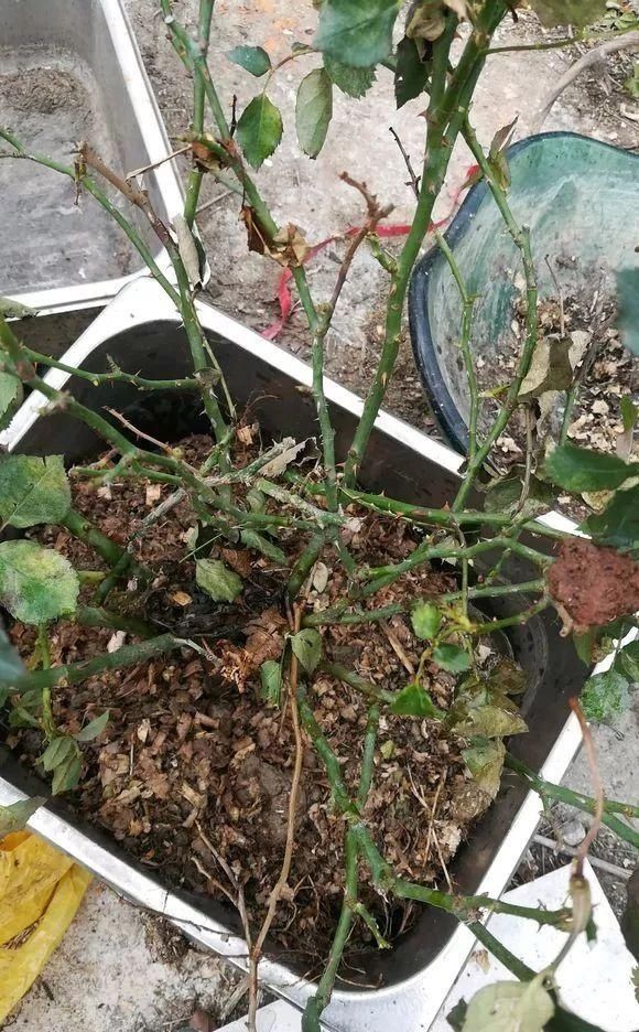 路边被人丢掉的名贵花,丢人也要捡,种盆里就开花