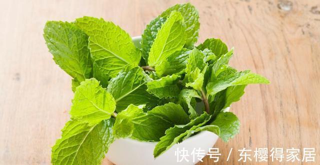 火山岩|养殖盆景花卉时,需要用到的介质,火山岩还不能取代河沙的作用