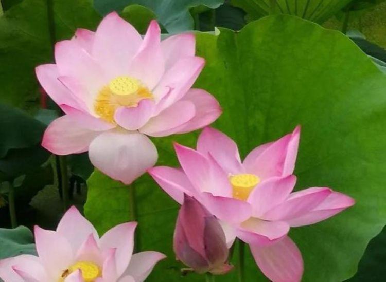 4种花好养易活,花量超大,养家里直接变成小花园