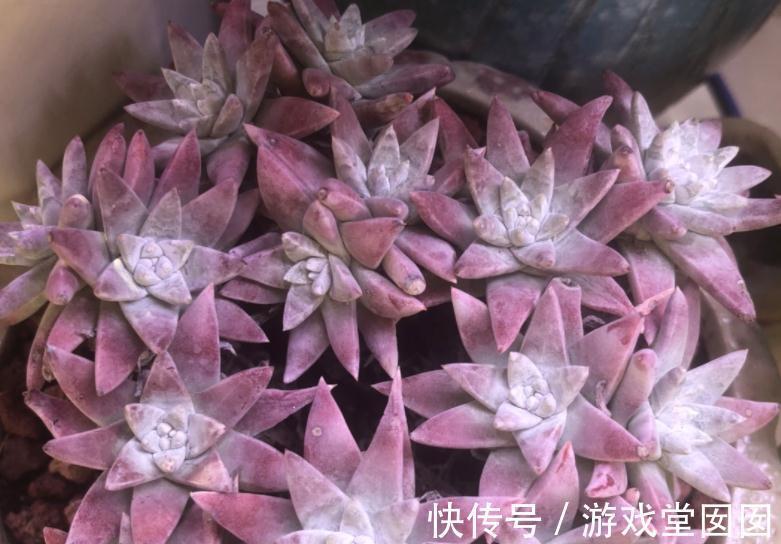 植株|养多肉植物白菊，扦插、服盆、日常打理该注意什么？