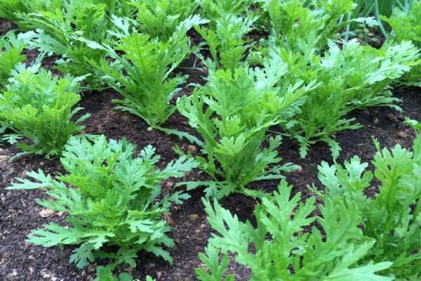 胡萝卜素|十个女的九个有炎症,坚持吃一物,杀菌消炎,子宫越来越健康