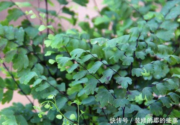 家里有人爱吸烟,以下4种花是二手烟的克星,赶紧养几盆