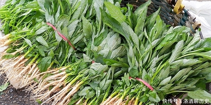 刺苋菜|此菜越老越好,叶子少人吃,根煲汤祛湿有奇效,16元1斤