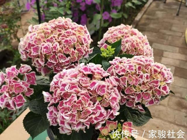 家中养花,常备“2种肥”,养啥花都行,枝叶繁茂,花满盆
