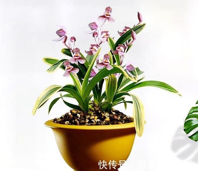 此兰花比较好养,花叶双艺,芳香怡人,花姿典雅,勤花勤草显档次!