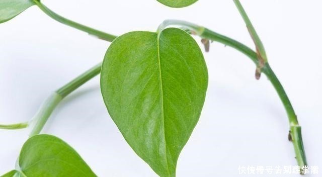 太阳花|适合“现在”扦插的“6种花”，动动手，省下很多“买花钱”！