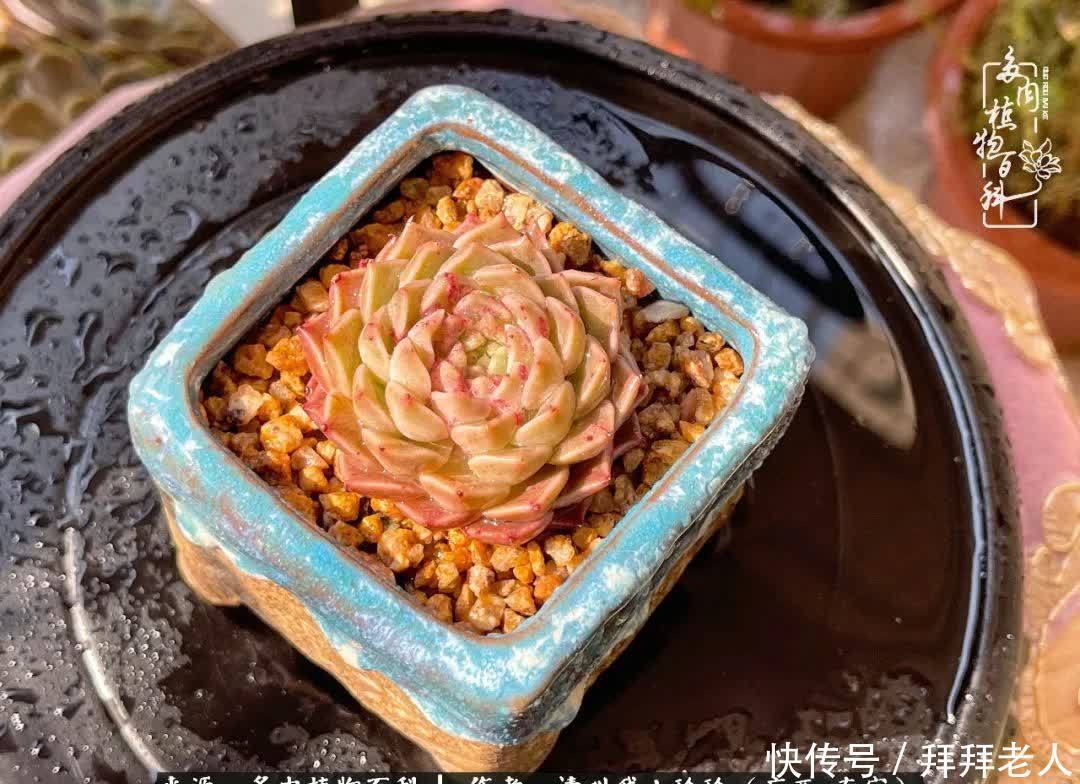 多肉与我,不负时光韶华!