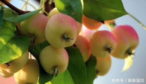 食物|对身体十分有益的食物,每天吃些,补充营养,排毒润肠!