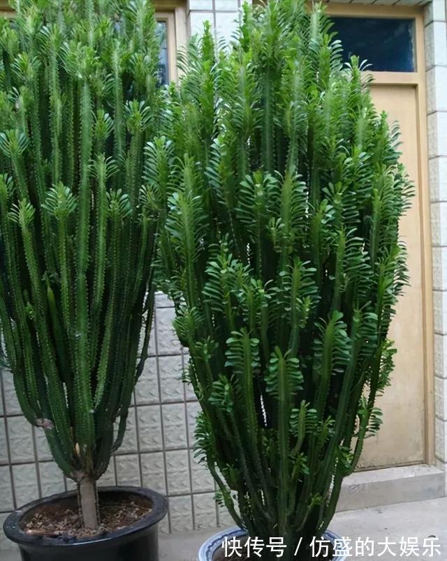 大花盆|8种“吉利花”,要用“穷养法”,小盆养老桩,富贵又旺家