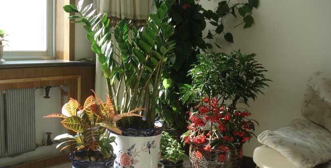 花盆|花盆中一旦发现“它”，别犹豫抓紧翻盆换土，否则花儿活不长久