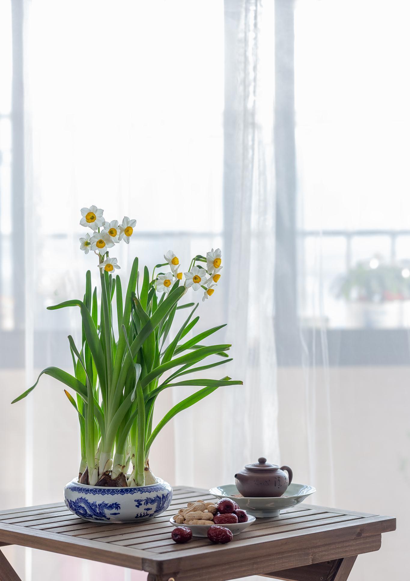 “年味十足”的11种花,颜值高寓意好,想买要趁早,晚了会涨价