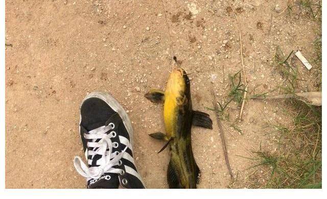 钓鱼|大雨后，安徽一河道浮着一层鱼，钓鱼人：都是黄辣丁，2小时钓1盆