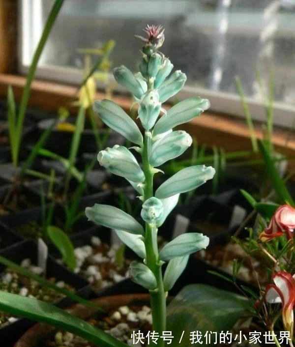 很小众的绿松石立金花，花朵如一串串绿色宝石，好养好看又不贵！