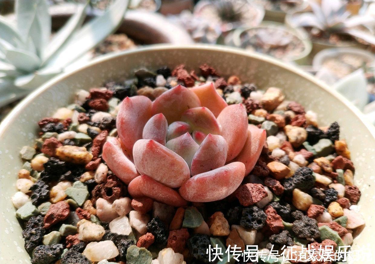 关键|想要养好多肉,这4个方面绝对是关键,冬天更要注意