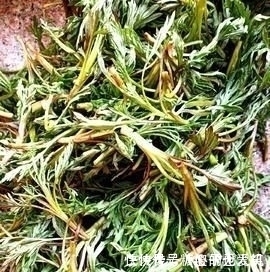 它是降压“特效药”，农村遍地可见，营养丰富价值高，遇见别错过