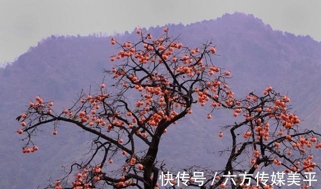 富贵&“院中有五树,子孙一直富”,这五树说的哪些树,有科学依据吗?