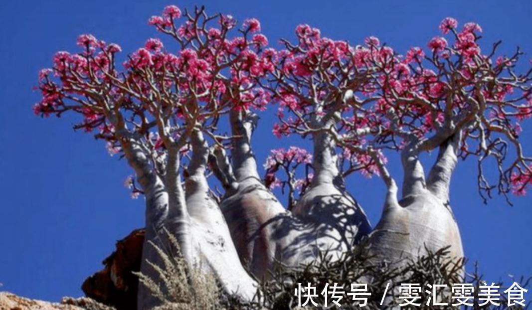 沙漠玫瑰“八爪根”如何养?教你正确做法,来年长出大粗腿,真牛