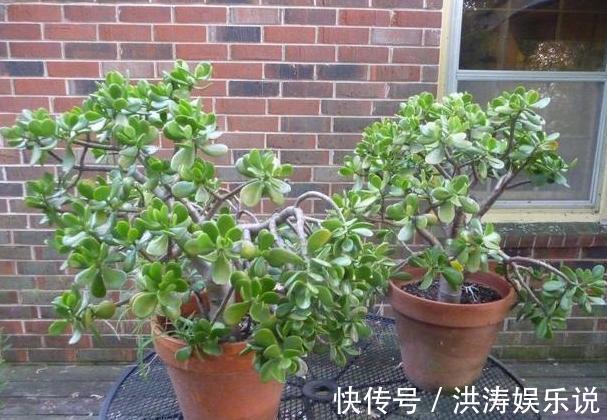居家自制肥|居家自制肥别光盯着淘米水了，用它们做花肥，营养价值更高