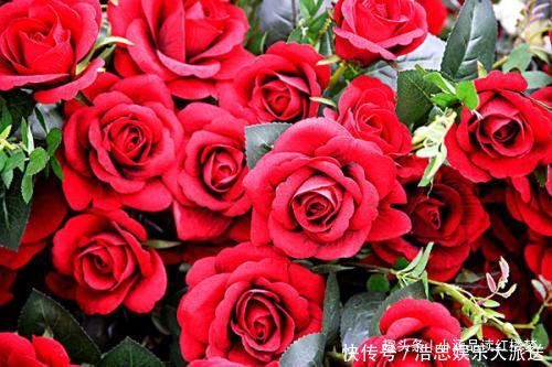 红楼梦玫瑰花变异成四种特殊用品,每一种都让人遐想